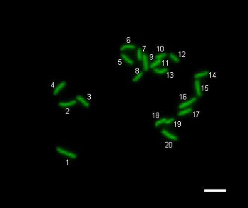 Figure 3 Normal (haploidy) chromosomes in parthenogenetically activated mouse oocyte. The oocyte with 20 chromosomes. Scale bar indicates 20 μm.