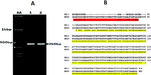 Figure 2. Visualization of PCR amplification products (A) and DNA nucleotide sequence (B) of the 16S rRNA gene of the two selected bacterial isolates (SH11 and SH33). Lane M: 1 KBP DNA marker; Lane 1: isolate SH11; Lane 2: isolate SH33.
