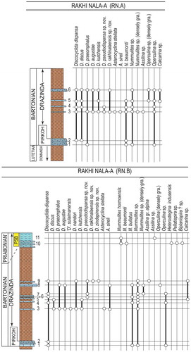 Figure 7. Distribution of orthophragminids and associated LBF taxa in the Rakhi Nala A and B sections.