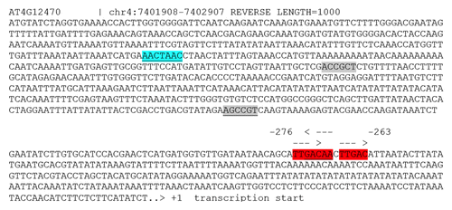 Figure 1.AZI1 1000 bp upstream regulatory region. Putative cis-regulatory elements potentially targeted by MPK3-activated transcription factors are highlighted. (reverse orientation underlined). MBSII (blue), VRE (gray), W-box (red).