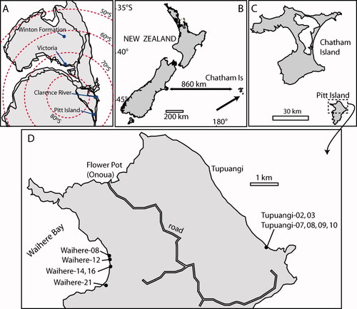 Fig. 1 Locality maps A, Simplified paleogeographical map showing the New Zealand, Australia and Antarctica region for the period around 96 million years ago. The positions of some localities mentioned in the paper are shown. Based on Veevers et al. (Citation1991). B, The position of the Chatham Island group with respect to the mainland of New Zealand. C, The main Chatham Island with Pitt Island to its south. Rectangle over Pitt Island shows area enlarged in D. D, Northern Pitt Island and the location (black circles) of the fossil samples.