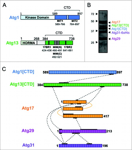 Figure 1. Purification of the pentameric assembly of the Atg1 kinase complex and crosslinking analysis. (A) Schematic of the Atg1[CTD] and Atg13[CTD] constructs used for purification. (B) Purification of Atg1 kinase pentamer assembly. Purified samples were analyzed by SDS-PAGE and visualized by silver staining. Labeled bands on the right are predicted sizes, and molecular weight markers are shown on the left. (C) Schematic summary of crosslinked regions identified by CXMS.