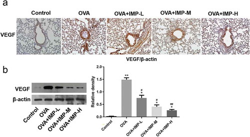 Figure 4. Effect of IMP on the expression of VEGF.