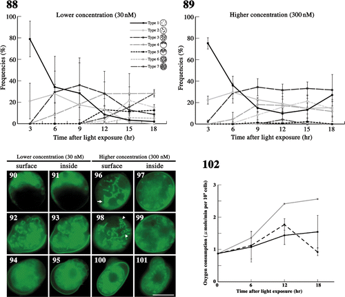 Figs 88–102. The effects of latrunculin B on mitochondria during meiosis. Figs 88, 89. The frequency of each type of mitochondria was determined by fluorescence microscopy. Zygotes treated with latrunculin B at 30 nM (Fig. 88) and 300 nM (Fig. 89) after light exposure. Standard deviations were calculated from three independent experiments: 74, 169, 122, 117, 283, 129 cells were counted at 3, 6, 9, 12, 15, 18 h, respectively (Fig. 88); 89, 270, 154, 190, 226, 85 cells were counted at 3, 6, 9, 12, 15, 18 h, respectively (Fig. 89). Figs 90–101. Fluorescence micrographs of zygotes showing mitochondria treated with latrunculin B. Cells stained with DiOC6. Figs 90, 92, 94, 96, 98, 100. Micrographs of the surface layer of a single zygote. Figs 91, 93, 95, 97, 99, 101. Micrographs of the inside of a single zygote. The concentration of latrunculin B was 30 nM (Figs 90–95) or 300 nM (Figs 96–101). The micrographs were taken approximately 6 h (Figs 96, 97), 15 h (Figs 90, 91, 94, 95, 98, 99), and 18 h (Figs 92, 93, 100, 101) after light exposure. Arrow: aggregation of mitochondria. Arrowhead: loop-like mitochondria. Scale bars: 5 µm. Fig. 102. The effect of latrunculin B on the oxygen consumption of mature zygotes after light exposure. Black solid line, 300 nM latrunculin B; black dashed line, 30 nM latrunculin B; grey solid line, no treatment (Fig. 72). Standard deviations were calculated from five independent experiments.