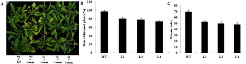 Figure 5. Determination of resistance by transgenic Arabidopsis to V. dahliae. (A) Transgenic lines and non-transformed plants showed obvious differences 2 weeks after inoculation with mock control (H2O only) or spore suspensions (1.9 × 107 conidia mL−1). (B and C) Ratings for diseased plants and DI values for WT Arabidopsis and transgenic Arabidopsis.