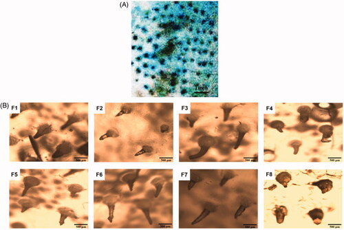 Figure 4. (A) Photograph of in vitro rat skin penetration with SH-MN; (B) F1–8 are micrographs of SH-MN prepared as different formulations after mechanical experiments.
