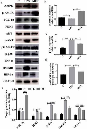 Figure 4. (a) Protein expression levels among C group, LPS group, and MET group. (b–d) The level of protein expression in the activated AMPK/Akt/p38 signaling pathway among the three groups. (e) The expression of target protein in the three groups. (n = 3 per group).