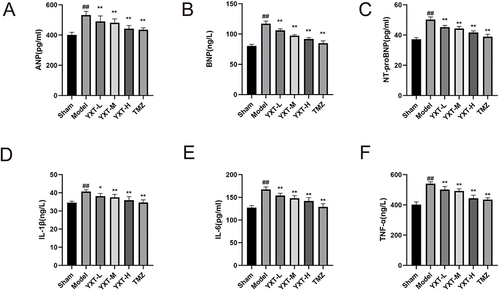 Figure 11 YXT’s effect on ANP, BNP, NT-pro BNP, IL-1β, IL-6, and TNF-α levels in HF rats of each group. (A) serum ANP content. (B) serum BNP content. (C) serum NT-pro BNP content. (D) serum IL-1β content. (E) serum IL-6 content. (F) serum TNF-α content.n=6 ##P<0.01 vs Sham group. **P<0.01 vs model group; *P<0.05 vs model group. All values are indicated as mean ± SD.