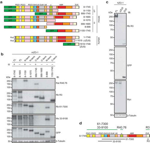 Figure 2. The rat monoclonal R40.76 and the rabbit polyclonal R3 bind to the α and ZU5 domains of ZO-1, respectively.(a). Schematic diagrams of mouse and human ZO-1 constructs expressed in HEK cells, used for the mapping of antibody epitopes. The N-terminal tags, either GFP or myc, the amino-acid residues of ZO-1 included in each construct, and the presence or absence of the α domain (α+) or (α-) are indicated. (b). Antibody R40.76 binds to the α domain. Immunoblotting analysis of HEK cell lysates expressing the mouse ZO-1 constructs. FL, N-term and C-term constructs, the presence (+) or absence (-) of the α domain, and amino-acid residues of each construct are indicated on top. Numbers on the left indicate the migration of pre-stained molecular weight markers (kDa). Antibodies used for IB are indicated on the right. Antibodies against β-tubulin were used to normalize lysates. (c). Antibody R3 binds to the ZU5 domain. Immunoblotting analysis of HEK cell lysates expressing the human FL, ΔZU5, and ZU5 constructs, using antibodies against ZO-1 (R3) and GFP and myc tags. (d). Schematic diagram summarizing experimentally determined the reactivity of antibodies against indicated regions/constructs of mouse ZO-1 (green lines above the scheme), and position of antigens (black lines below the scheme)