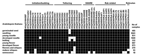 Figure 1. Biclustering of gene expression of putative chloroplast localized COPII related proteins at different developmental stages. The Arabidopsis proteins were all retrieved from a previous study where full names and more in depth information of each protein can be found.Citation1 Bioclustering data were retrieved from Genevestigator with the threshold set to 20%, black squares being above and white squares being below the threshold, respectively. Binary matrix density was 0.944.