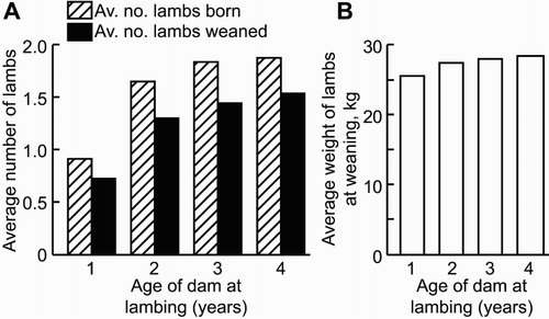 Figure 1. Pattern of NLB and weaned, and average weaning weight of the lamb at different ewe ages (from Edwards et al. Citation2015, Citation2016). (A) The average NLB and weaned (NLW) for ewes at various ages. (B) The average weight of the lamb at weaning (adjusted for age at weaning) for ewes at various ages. Direct comparisons were available between ewes at one and 2 years of age (Edwards et al. Citation2016) and from ewes at 2, 3 and 4 years of age (Edwards et al. Citation2015). Measurements from 2-year-old dams were used to normalise data between data sets.