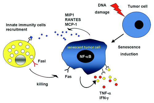 Figure 1. The induction of senescence promotes FAS upregulation via NFκB as well as the release of chemokines (blue diamonds) that recruit cells of the innate immune system. In addition, senescence results in the secretion of cytokines (red and yellow dots) that act locally within autocrine and paracrine loops, hence sustaining the senescent phenotype and promoting the killing of senescent cells by the immune system.