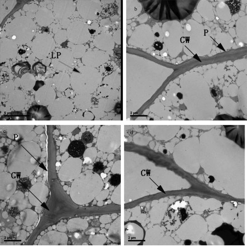 Figure 3. Transmission electron micrographs of pine nuts parenchyma cell wall (CW), plasmalemma (P) and lipid droplet (LP) stored at −3°C for 6 months; (a, b) pine nut before storage; (c) control treated pine nut after 6 months of storage; (d) low-moisture treated pine nut after 6 months of storage. Micrographs for B, C and D were taken at ×10,000 magnification (bar = 2 µm). Micrographs for A was taken at ×6000 magnification (bar = 5 µm).Figura 3. Micrografía electrónica de transmisión de la pared celular parenquimática de piñones de pino (CW), plasmalema (P) y gota lipídica (LP), almacenados a −3°C durante 6 meses. (A, B) piñones antes del almacenamiento; (C) muestra control de piñones tratada después de 6 meses de almacenamiento; (D) piñones de pino de baja humedad tratados después de 6 meses de almacenamiento. Las micrografías de B, C y D se realizaron a × 10 000 de magnificación (bar = 2 µm). La micrografía de A se realizó a × 6 000 de magnificación (bar = 5 µm).