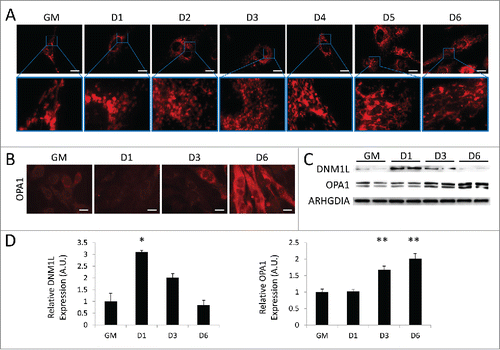 Figure 3. Mitochondrial remodeling occurs during myogenic differentiation. Differentiating C2C12s were examined for alterations in mitochondrial networks. (A) Cells expressing mitochondria-targeted DsRed were differentiated and examined with fluorescence microscopy. Exposure times were individually adjusted to bring out detail. Scale bars: 20 µm. (B) Differentiating cells immunostained for OPA1 (red) and imaged via fluorescence microscopy. All images were collected under identical illumination and exposure parameters. Scale bars: 20 µm. (C) Western blot analysis of whole cell lysates from differentiating C2C12s. (D) Quantification of western blots in C normalized to ARHGDIA (*, P < 0.05; **, P < 0.01; Student t test; representative western blot is shown, n=3). GM, growth medium.