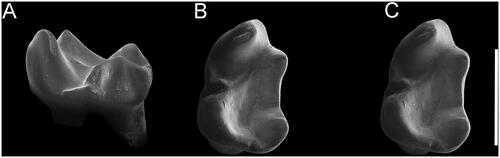 Figure 4. Acrobates pettitorum sp. nov., QM F61169 holotype, Lm1. A, buccal view; B, C, occlusal stereopair. Scale = 1 mm. [169 mm width].