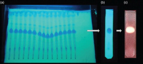 Figure 4. (a) Thin-layer chromatogram of column purified fractions showing an active band at an Rf value of 0.56. (b) Chromatogram of purified compound using preparative thin-layer chromatography (TLC). (c) TLC–bioautography assay of purified compound showing a zone of inhibition against Staphylococcus aureus.