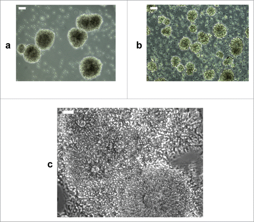 Figure 3. Generation of NLSs and neural rosettes. (a) NLSs generated from cellular aggregates developing into neural rosettes. (b) NLSs generated from single cell suspension of cellular aggregates in Aggrewell plates. (c) Microphotograph of neural rosettes observed 12 hours after plating purified NLSs. Scale bar is 50 μm.