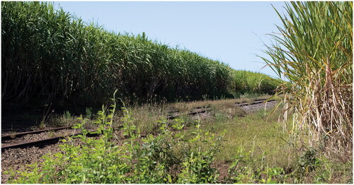 FIGURE 2 Railway tracks for cane harvest.