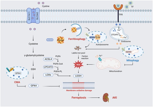 Figure 1. Ferritinophagy, mitophagy, and chaperone-mediated autophagy are related to ferroptosis in AKI. (1) Ferritinophagy increases intracellular iron (Fe2+) to promote ferroptosis via autophagic degradation of ferritin. (2) Mitophagy can eliminate damaged mitochondria, which is a major source of ROS generation and mainly protects tubular cells against stimuli. (3) Chaperone-mediated autophagy is involved in GPX4 degradation for ferroptosis.TF: transferrin; TFR: transferrin receptor; STEAP3: six-transmembrane epithelial antigen of Prostate 3; ROS: reactive oxygen species; LC3: microtubule associated protein 1 light chain 3; SQSTM1: sequestosome 1; NCOA4: Nuclear Receptor Coactivator 4; SLC7A11: solute carrier family 7 member 11; SLC3A2: solute carrier family 3 member 2; GSH: glutathione; GPX4: glutathione peroxidase 4; CMA,chaperone-mediated autophagy; HSP90: heat shock protein 90; LAMP2A: lysosome-associated membrane protein type 2a; ACSL4: CoA synthetase long chain family member 4; LPCAT3: lysophosphatidylcholine acyltransferase 3; LOXs: lipoxygenases; PUFA: polyunsaturated fatty acids; PUFA-CoA: polyunsaturated fatty acyl CoA; PUFA-PL: phospholipid-bound polyunsaturated fatty acids; LOOH: lipid hydroperoxide; VDAC: voltage-dependent anion channel.