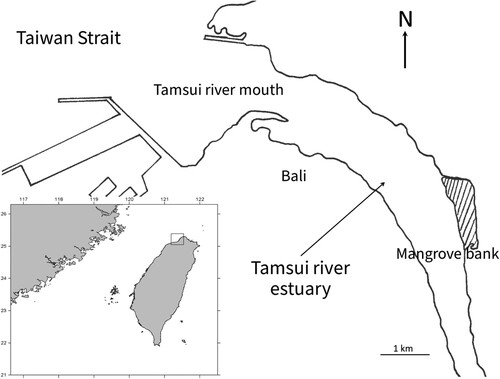 Figure 1. The type locality of Meretrix taiwanica sp. n. in the Tamsui River estuary, northern Taiwan.
