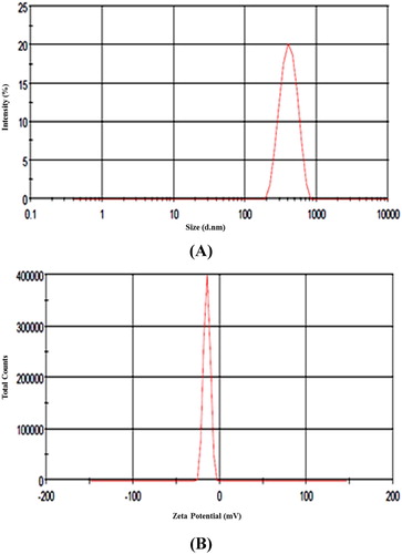 Figure 5. (A) Size distribution of ZnO NPs obtained from dynamic light scattering, (B) Zeta potential of ZnO NPs.