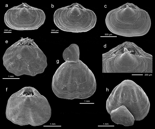 Figure 4. (a–d) Argyrotheca cistellula (Searles–Wood, 1841): dorsal views of complete specimens and enlargement (d) of umbonal part, stations F4 (a-b) and FC2 (c-d), ZPAL Bp.85/14–16. (e–h) Joania cordata (Risso, 1826), station F2: (e–h) dorsal views of complete specimens, ZPAL Bp.85/16–17; (g–h) ventral views of complete specimens with attached immature individuals, ZPAL Bp.85/18–19. All SEM photos