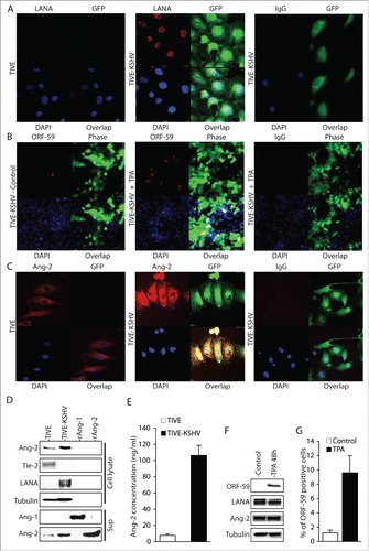 Figure 1. Ang-2 is strongly expressed in TIVE-KSHV cells. A, B, and C, IFA staining of TIVE and TIVE-KSHV cells that were re-infected with the recombinant KSHV BAC16 with a rat monoclonal antibody to KSHV latent protein LANA (A), a monoclonal antibody to KSHV lytic protein ORF59 (B), and a rabbit antibody to Ang-2 (C), which were revealed with an Alexa Fluor®-594 conjugated goat anti-rat secondary antibody, an Alexa Fluor®-647 conjugated goat anti-mouse secondary antibody, and an Alexa Fluor®-633 conjugated goat anti-rabbit secondary antibody respectively. Rat, mouse, or rabbit IgG was used as negative controls, and DAPI was used for nuclear staining of all cells. Expression of LANA, Ang-2, and GFP was imaged and analyzed under a confocal microscope with a 40× oil objective. D, Western blot detection of Ang-1, Ang-2, Tie-2, LANA, and β-tubulin in cell lysates or supernatants from TIVE and TIVE-KSHV cells. Recombinant Ang-1 (rAng-1) and Ang-2 (rAng-2) were used as references. E, Ang-2 concentrations in the supernatants of TIVE or TIVE-KSHV cells, which were measured by ELISA. F, Western blot detection of ORF59, LANA, Ang-2, and β-tubulin in cell lysates of TIVE-KSHV cells before and after TPA treatment for 48 hours. G, average percentage of ORF59-positive cells from 16 microscopic fields before and after TPA treatment for 48 hours.