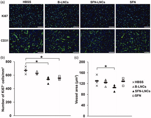 Figure 4. Effect of SFN-LNCs on Ki67+ cell number and CD31+ vessel area. (a) Immunofluorescence staining for Ki67 and CD31 in the tumor on day 16 in each group of animals (scale bar = 100 μm). (b and c) Quantitative results for Ki67 and CD31 immunofluorescence. Results are expressed as the mean number of Ki67+ cells per mm2 ± SEM (b) or CD31+ vessel area ± SEM (c) (*p < .05 vs. HBSS, one-way ANOVA followed by Dunnett’s post hoc test for multiple comparisons).