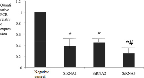 Figure 2 The A-FABP mRNA expression level after transferred with siRNA1, siRNA2 or siRNA3. *P<0.05 compared with the negative group; # P<0.05 compared with the siRNA1 or siRNA2 group.