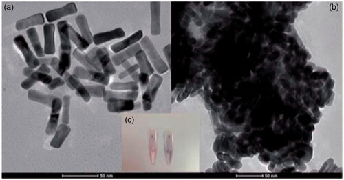 Figure 3. Showing transmission electron microscopy (TEM) images of the synthesized gold nano-rods (AuNRs) and TEM images of FAM-ssDNA–CTAB–AuNRs conjugates before (a) and after hybridization with cDNA (b) at 37 °C. The color of spectrum of fluorescein (FAM)-ssDNA–cetyltrimethylammonium bromide (CTAB)–AuNRs conjugates changes from red to light purple (c). Red denotes the color of ternary complexes and light purple denotes the color after hybridization with target DNA. This image adapted from [Citation11] with copyright permission.