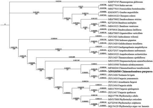 Figure 1. Maximum-likelihood phylogenetic analysis of 30 species of Bambusoideae and Phaenosperma globosum as outgroup based on plastid genome sequences by IQ-TREE multicore version 1.6.12 under GTR + R6 model for 5000 ultrafast bootstraps. Branch lengths (above) and bootstrap values (below) were indicated around nodes. GeneBank accession numbers of each species were listed in the tree.