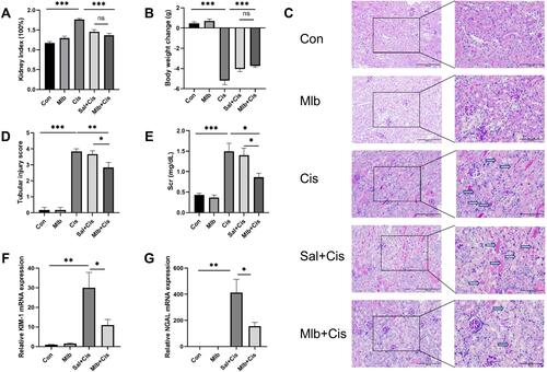 Figure 1 Mlb attenuated cisplatin-induced nephrotoxicity in vivo. (A and B) Cisplatin increased the kidney index and decreased the body weight of mice, injection of Mlb reversed this change. (C and D) Kidney samples were stained with periodic acid-Schiff (PAS) and tubular injury scores were measured. Arrowheads indicate tubular cast and necrosis. Original magnification, ×200 (left) (scale bar = 200 µm) and ×400 (right) (scale bar = 100 µm). (E) Serum creatine was measured at 72 h after cisplatin injection. (F and G) Relative mRNA levels of KIM-1 and NGAL were measured. The data were presented as the mean ± SEM. *P < 0.05, **P < 0.01, ***P < 0.001, ns = no significance, n =4–6 for RT-qPCR, n = 6 for the others.