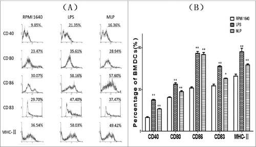 Figure 4. Changes of expression of surface markers on the bone marrow-derived cells (BMDCs). Anti-CD80, anti-CD86, anti-CD83, anti-CD40, and anti-MHC II antibodies were added to the culture of mulberry leaf polysaccharide (MLP)-treated BMDCs at 4°C for 20 min. After thoroughly rinsing, the cells were examined using a FACSCalibur® (Becton Dickinson, San Diego, CA) to quantitate the percentage of changed surface markers.