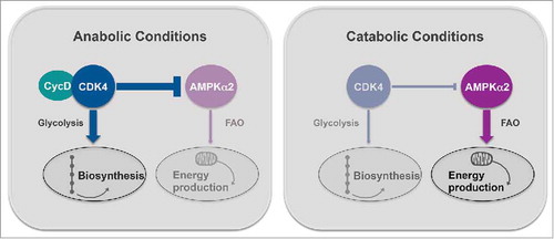 Figure 1. CDK4 functions as a cellular sensor of energy status. In anabolic conditions, cyclin-dependent kinase 4 (CDK4) is bound to D-type cyclins (CycD) and therefore, active. In these conditions, it promotes glycolysis as well as biosynthetic pathways, while repressing fatty acid oxidation (FAO) via the inhibition of the α2 subunit of the AMP-activated protein kinase (AMPKα2). On the other hand, when energy levels are low, CDK4 is inactive. Hence, ATP producing processes, like FAO, are triggered in order to restore cellular energy homeostasis and respond to energy stress.