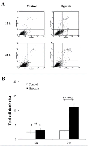 Figure 1. Quantitative analysis of cell death. (A) Flow cytometric data using annexin V/propidium iodide co-staining. (B) Quantitative data obtained from 3 independent experiments. NS = not significant.
