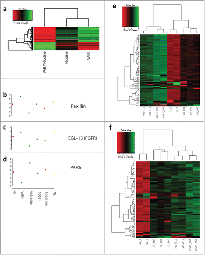 Figure 6. Effect of Nicotine on heatmap analysis of N2, vab-1 and SD551 mutants of C. elegans. Panel a: Heatmap of β effect sizes from linear models for differentially expressed genes in the “positive regulation of growth rate." Panels b-d: Beta effect sizes for 3 example genes in “positive regulation of growth rate." (Red = N2, Blue = vab-1, Green = vab-1+500 Nicotine, Purple = SD551, Orange = SD551+Nicotine, Yellow = 500 Nicotine). Panels e-f: Heatmap of gene expression levels for differentially expressed serine-threonine kinases.