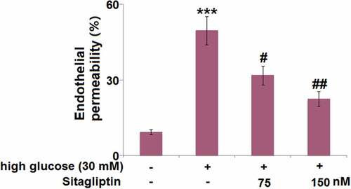 Figure 4. Sitagliptin ameliorated high glucose-induced aggravation of endothelial monolayer permeability in HrGECs. Endothelial permeability was measured using FITC-dextran permeation (***, P < 0.005 vs. vehicle group; #, ##P < 0.05, 0.01 vs. high glucose group).