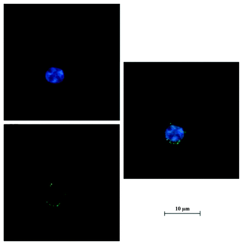Figure 8. Confocal image of BxPC-3 cells incubated with FITC labeled RGD-conjugated BSANPs. Nanoparticles in BxPC-3 cells were shown by green fluorescence. Nuclei were shown in blue. Nanoparticles The nanoparticles were found to be located close to the nuclei.