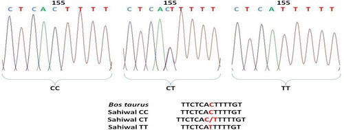 Figure 3. Chromatogram and clustalw alignment showing variation at position 155 by primer 2 (C > T) of OLR1 gene in Sahiwal cattle.