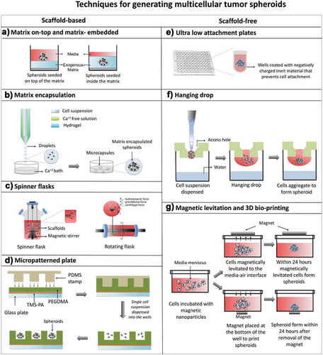 Figure 2. Spheroid growing techniques. Sorted into scaffold based (A-D) and scaffold-free techniques (E-G). Reprinted from [Citation36], Copyright 2016, with permission from Elsevier