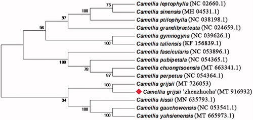Figure 1. Neighbor-joining phylogenetic tree for C. grijsii ‘zhenzhucha’ with other Camellia species based on conserved protein sequences of cp genomes.