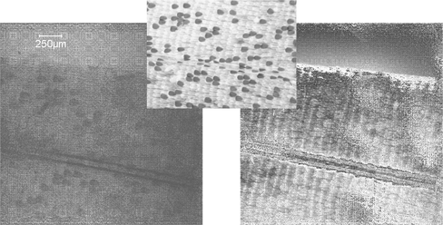 Figure 6 Experimental reconstruction of a piece of butterfly wing: microscope image (top); reconstructed amplitude (left bottom); reconstructed phase (right bottom).