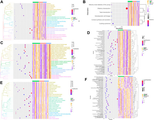 Figure 3 Results of functional enrichment. (A) Biological processes involving genes of the blue module. (B) KEGG pathways involving genes of the blue module. (C) Biological processes involving genes of the brown module. (D) KEGG pathways involving genes of the brown module. (E) Biological processes involving genes of the turquoise module. (F) KEGG pathways involving genes of the turquoise module.