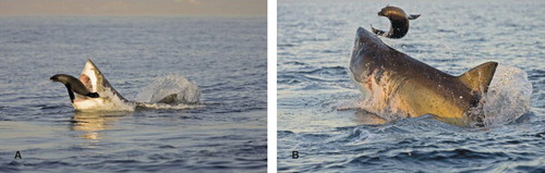 Figure 2.  If a seal is not killed or disabled in the initial strike by an attacking shark, the seal has tactical advantages in terms of reduced turning radius. In both (A) and (B), a highly manoeuvrable seal evades an attacking shark during its secondary pursuit. Image Courtesy C. Fallows/www.apexpredators.com