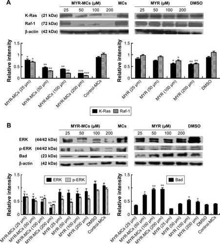 Figure 6 MYR-MC-induced changes of RAS-ERK pathway-related proteins in mitochondrial lysates. (A) Representative Western blotting images of K-Ras and Raf-1 are shown in the top panels and the related summary is presented in the bottom panels. *P<0.05, **P<0.01, ***P<0.001 compared with control. (B) Representative Western blotting images of ERK, phosphorylated ERK, and Bad are shown in the top panels and the related summary is presented in the bottom panels. *P<0.05, **P<0.01 compared with control. DBTRG cells were treated with MYR-MCs or MYR at indicated concentrations for 24 h and all data are presented as the mean ± standard error of mean of three independent experiments.Abbreviations: DMSO, dimethyl sulfoxide; MCs, mixed micelles; MYR, myricetin; MYR-MC, myricetin-loaded mixed micelle.