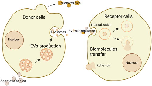Figure 1. Schematic illustration of the production of EVs from donor cells and the transfer to receptor cells via internalization or adhesion (drawn by BioRender app).