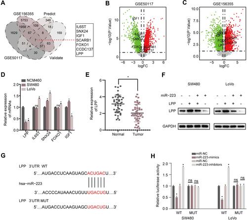 Figure 5 LPP is a direct target of miR-223 in CRC cells. (A) Venn diagram of the DEGs from GSE156355 and GSE50117 with predicted targets and validated targets. (B and C) Volcano plot of the selected seven DEGs in GSE156355 and GSE50117 sets, respectively. (D) RT-qPCR analysis for the identified consensus five DEGs in SW480, LoVo and NCM460 cells. (E) RT-qPCR was applied to measure the expression level of LPP mRNA in CRC tissues. (F) The effect of miR-223 on the protein level of LPP in CRC cells. (G) The key binding site of the LPP mRNA 3’-UTR for miR-223. (H) pMIR-REPORT luciferase vector containing LPP 3ʹUTR or a mutated type was co-transfected in SW480 and LoVo cells with miR-223 mimics or inhibitors or miR-NC. Firefly luciferase activity was measured according to Renilla luciferase activity. *P<0.05.