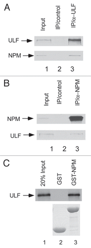 Figure 1 NPM interacts with ULF in vivo and in vitro. (A) Co-immunoprecipitation of NPM with ULF from U2OS cells. Western blot analysis of whole-cell extract (WCE) (lane 1) or immunoprecipitates with anti-ULF specific antibody (lane 3) or control IgG (lane 2) by a NPM monoclonal antibody (lower) or ULF specific antibody (upper). (B) Co-immunoprecipitation of ULF with NPM from U2OS cells. Western blot analysis of WCE (lane 1) or immunoprecipitates with anti-NPM monoclonal antibody (lane 3) or control IgG (lane 2) by an ULF specific antibody (lower) or a NPM polyclonal antibody (upper). (C) NPM interacts with ULF in vitro. The GST-NPM protein (lane 3) or GST alone (lane 2) were used in a GST pull-down assay with in vitro translated 35S-labeled ULF. The presence of 35S-labeled ULF was detected by autoradiography (upper). The recombinant proteins for GST pull-down assay were stained with Coomassic blue (lower).