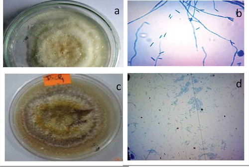 Figure 1. CVS4 colony: white, yellow in color (a); mycelium appeared long, branched, and septate; conidia curved shaped long, septate with pointed end (b). PVR1 colony: cottony white in early stage whereas yellowish with maturation (c); mycelium was long, septate, and branched; conidiophores were found attached with mycelium; conidia was long, septate, curved, and pointed at both end (d).