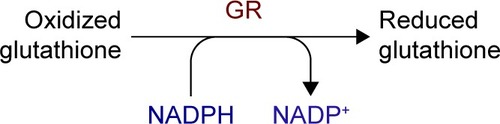 Figure 3 Polyol pathway changes induced in NADH (NADPH)/NAD+ (NADP+) ratios with the decrease of GR, leading to ROS accumulation and tissue impairments.